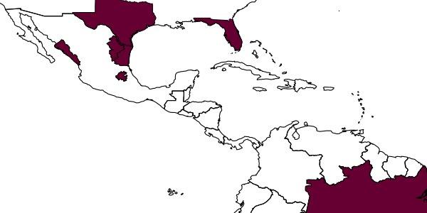 map of Marietta graminicola     Timberlake, 1925